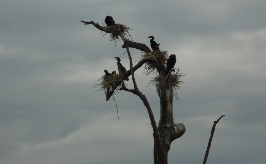 Cormorants at Kabini